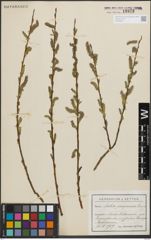 Foto von Salix purpurea L.